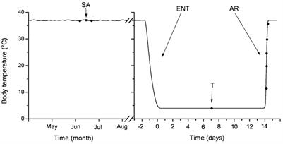 Erythrocytes of Little Ground Squirrels Undergo Reversible Oxidative Stress During Arousal From Hibernation